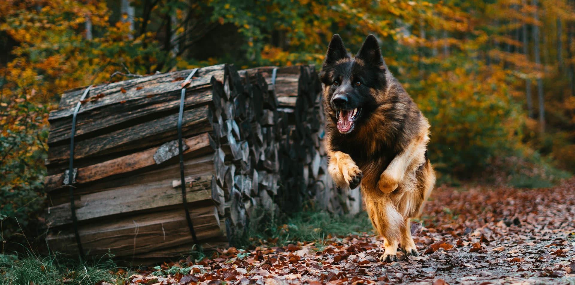 dog bite lawyer halifax ns img